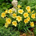 5 Stella D'Oro Daylily Bare Root Plants – Mini Border Lily, Cold Hardy Perennial, Everblooming, Bright Gold Flowers