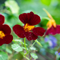 Black Velvet Nasturtium (Tropaeolum majus) 10 Seeds – Striking Dark Flowers, Edible Blooms, Ideal for Gardens and Containers