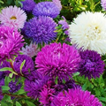200 Seeds Aster Tall Double Gremlin Mix, Aster novi-belgii, Non-GMO 30" Cut Flowers, Sun/Part Shade Perennial, Vibrant Garden Blooms