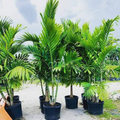 6 Alexander (Solitaire) Palm Tree Seedlings | Live Bare Root Starter Plants 4-7" Tall | Tropical, Self-Cleaning | Easy-Care Landscaping