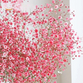 1000 Seeds Baby's Breath Deep Carmine, Crimson Red Flowers, Non-GMO, Pollinator-Friendly, Elegant Garden Blooms, Gypsophila elegans