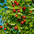 Jujube Tree 15” Lang Chinese Red Date - Bare Root Ready to Plant - Sweet Fruit Tree, No Pot