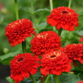 100+ Zinderella Red Zinnia Seeds – Unique Scabiosa-Type Blooms for Garden Planting, Bold Double Red Flowers – USA