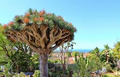 10 Draco Dragon Tree Seeds (Dracaena draco) | Rare Ornamental Plant Seeds | Indoor & Outdoor, Hardy, Exotic Dracaena Species