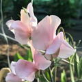 Harvey’s Blush Sweet Pea Seeds – 50 Soft Blush-Pink Blooms – Climbing Vine for Trellises, Bouquets, Cottage Gardens & Floral Arches – USA