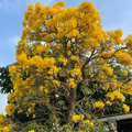 Tabebuia Argentea Seeds – Golden Trumpet Tree – Yellow Flowering Tree Seeds, Ornamental Tropical Tree, Fast-Growing Landscaping Plant