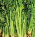 1g Celery Tall Utah 52/70 Seeds Apium graveolens | Crisp, Sweet Heirloom Variety for Gardens & Containers