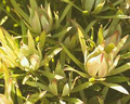 Leucadendron salicifolium Seedling 6+" Tall | Willow-Leaved Protea Plant | Rare South African Shrub | Ready to Transplant