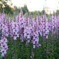 Costa Summer Lavender III Snapdragon Seeds (Antirrhinum majus) | 1000+ Seeds | Soft Lavender Blooms for Garden & Cut Flowers