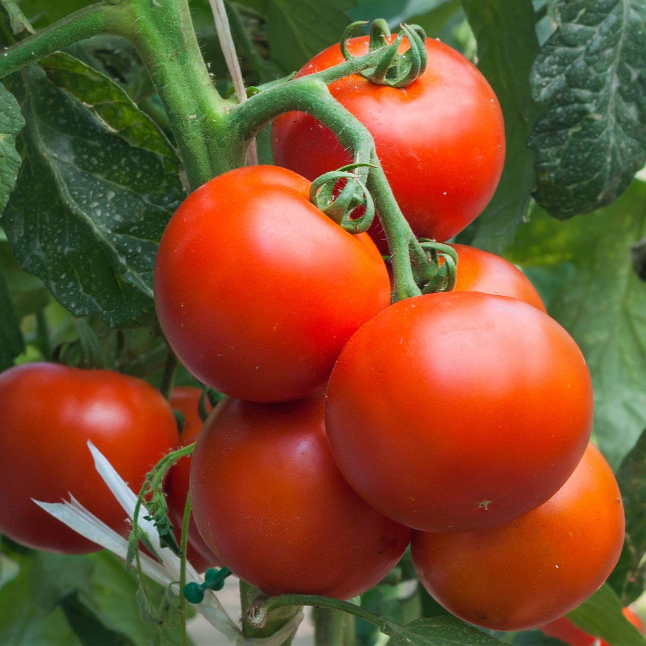 Super Sioux Tomato Seeds – 100mg for Planting, Heirloom Variety, Heat Tolerant, Juicy & Flavorful, Great for Slicing  , Garden Ready