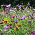 1000 Seeds Wildflower Mix Butterfly & Hummingbird - Heirloom, Non-GMO, Pollinator-Friendly, Attracts Bees, Butterflies, and Hummingbirds