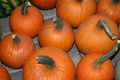 1g Small Sugar Pumpkin Seeds Cucurbita pepo | Sweet Pie Pumpkin, Heirloom, Non-GMO, Baking, Roasting, Easy to Grow Vegetable