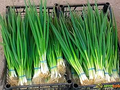 250 mg Onion Evergreen Bunching Seeds for Planting - Perennial, Hardy Green Onion Variety for Vegetable Gardens, Spring & Summer Crops