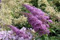 Purple Butterfly Bush Cuttings - 7 Unrooted 6" Live Plants, Fast-Growing, Flowering Shrub for Outdoor Gardens, USDA Zones 5-9