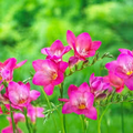 Freesia Single Pink Bulbs - 5 Fragrant Flower Bulbs, Intense Pink Blooms, Perfect for Gardens & Containers, USDA Zones 9-10