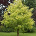 10 Seeds Acer Negundo (Box Elder Maple) for Planting - Hardy Tree for Gardens, Landscaping & Shade - Fast-Growing, Unique Tree Seeds