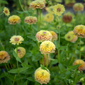 Queen Lime Blush Zinnia Seeds – 100+ Seeds – Stunning Green-Pink Blooms for Cut Flower Gardens, Cottage Borders, and Summer Beds – USA