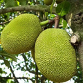 10 Fresh Red Jackfruit Seeds - Tropical Jack Fruit Tree Seeds - High Germination Rate, Ready to Grow