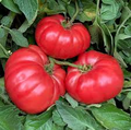 30 Giant Belgium Pink Tomato Seeds – Solanum lycopersicum – Heirloom, Non-GMO, Large Fruits for Slicing & Sandwiches
