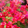 Bengal Orange Bougainvillea | Rare Starter Plant | Well-Rooted Plug | Subtropical Beauty for Indoor & Outdoor Spaces