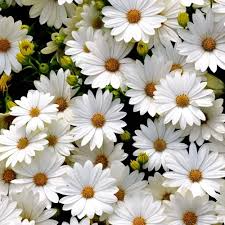 200 White Gerbera Daisy Seeds – Elegant White Blooms for Garden Planting, Stunning Cut Flowers for Beds, Borders & Pots – USA