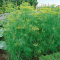 1g Dill Bouquet Seeds Anethum graveolens | Aromatic Herb, Non-GMO, Heirloom, Culinary & Medicinal, Pollinator-Friendly, Easy to Grow