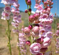 Palmer’s Penstemon Seeds – Penstemon palmeri – 100mg for Planting, Native Wildflower, Pink Fragrant Blooms, Drought-Tolerant