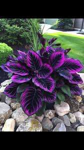 Purple Tip Calathea Couture Seeds (Calathea sp.) | 25 Seeds | Exotic Tropical Foliage for Home & Garden