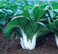 Pak Choi White Stem Seeds – 1g for Planting, Heirloom Variety, Crisp & Tender, Fast Growing, Cold Hardy, High Yield, Garden Container