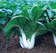 Pak Choi White Stem Seeds – 1g for Planting, Heirloom Variety, Crisp & Tender, Fast Growing, Cold Hardy, High Yield, Garden Container