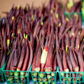 1g Okra Red Burgundy Seeds Abelmoschus esculentus | Heirloom, Non-GMO, Heat Tolerant, Unique Red Pods, High Yield, Easy to Grow
