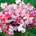 Spencer Ripple Formula Mix Sweet Pea Seeds – 50+ Bi-Color Ruffled Blooms – Climbing Flower Vine for Bouquets, Trellises & Gardens – USA