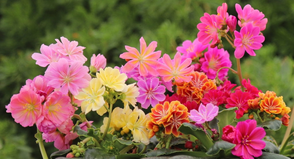 Lewisia 'Rainbow Mix' | Hardy Succulent Starter Plant | Drought-Tolerant Perennial for Rock Gardens & Pots |