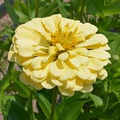100+ Isabellina Phlox Seeds – Soft Butter-Yellow Blooms for Garden Planting, Compact Annual for Borders & Pollinators – USA