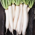 Daikon Radish Seeds - 2 oz - Non-GMO Japanese Variety - Raphanus sativus