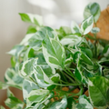 Pothos ‘Pearls and Jade’ – 3 Cuttings (4”-5”) Easy-Care Devil’s Ivy Houseplant