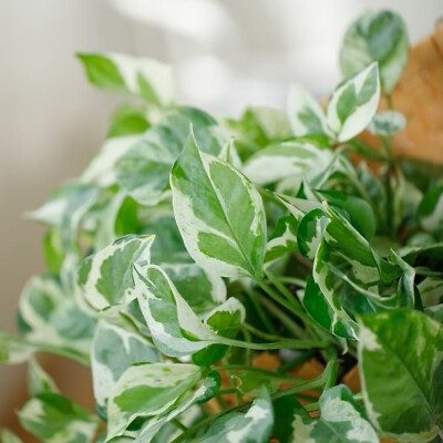 Pothos ‘Pearls and Jade’ – 3 Cuttings (4”-5”) Easy-Care Devil’s Ivy Houseplant