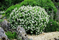 Gardenia Starter Plant (Gardenia jasminoides) – Fragrant Live Shrub, 1-2 Ft Tall, Ready to Plant, Lush Green Foliage & White Blooms