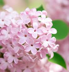 Syringa microphylla Seeds – Littleleaf Lilac Shrub – Fragrant Pink-Lilac Blooms, Ornamental Flowering Shrub, Compact, Cold-Hardy