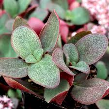 Crassula Multicava ‘Green Fairy Jade’ | 2 Unrooted 2” Cuttings | Fast-Growing, Easy-Care Succulent, Ground Cover, Unique Houseplant