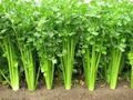 5,000 Chinese Celery Seeds – Heirloom, Non-GMO, Aromatic & Flavorful, USA Seller