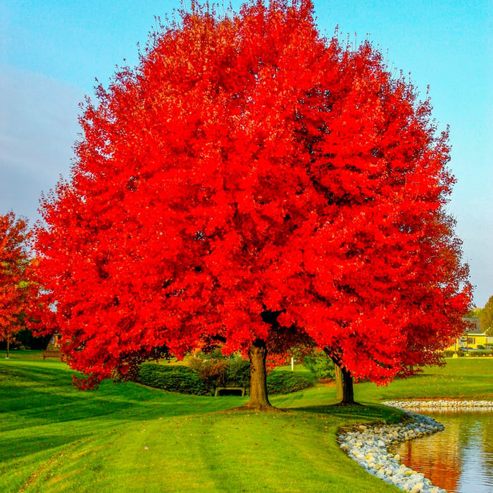 Red Maple Tree (Acer rubrum) 2-Pack Live Bare Root Plants 10"-12"