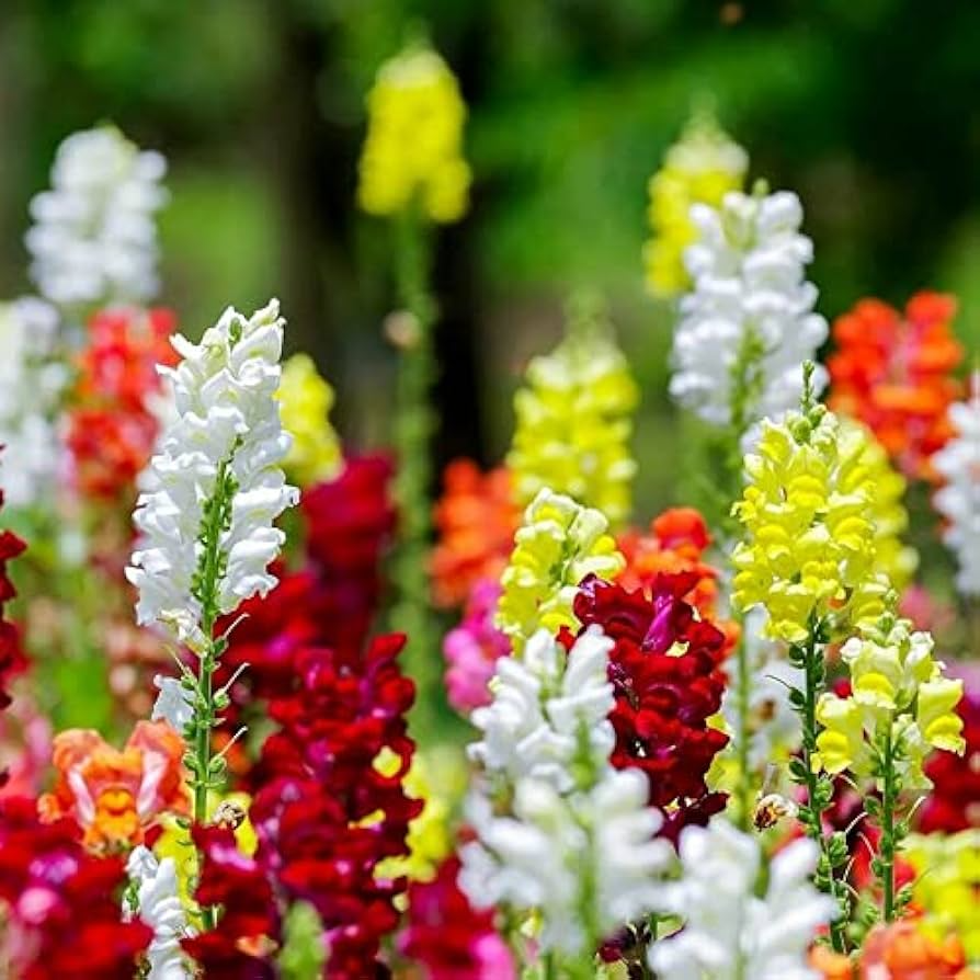 1000+ Chantilly Mix Snapdragon Seeds – Tall Fragrant Blooms for Garden Planting, Cottage Garden Favorite for Borders – USA