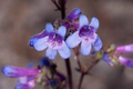 Low Beardtongue Seeds – Penstemon humilis – 100mg for Planting, Compact Native Wildflower, Blue-Purple Blooms, Drought-Tolerant Perennial