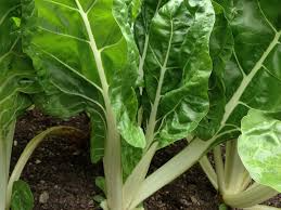 Swiss Chard Fordhook Seeds – 1g for Planting, Heirloom Variety, Fast Growing, High Yield, Heat & Cold Hardy, Great for Garden Containers