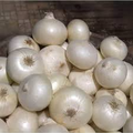 Onion Blanco Duro Seeds – 250mg for Planting, White Bulb Variety, Crisp Texture, High Yield, Great for Cooking, Salads & Storage