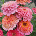 Cupcakes Pink Mix Zinnia Seeds – 100+ Seeds – Frilly Pink Blooms for Pollinator-Friendly Garden Beds, Borders, and Cut Flower Gardens
