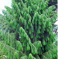 20 Himalayan Spruce Tree Seeds | Picea smithiana | Giant Tall Conifer | Morinda | Fast-Growing Evergreen Tree | Hardy, Large Tree for Garden