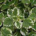 Plectranthus coleoides ‘Variegata’ | 3 Rooted Cuttings 4" Live Swedish Ivy Plant | Variegated, Trailing, Fragrant