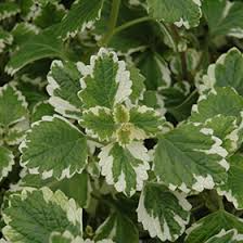 Plectranthus coleoides ‘Variegata’ | 3 Rooted Cuttings 4" Live Swedish Ivy Plant | Variegated, Trailing, Fragrant